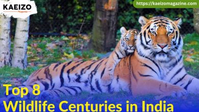 Top 8 wildlife centuries in India.