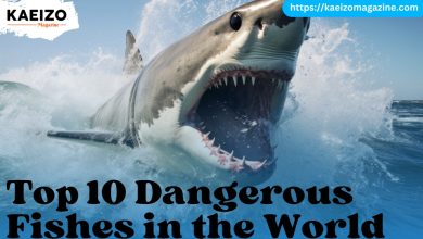 Top 10 Dnagerous Fishes In The World.