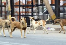 SC Orders Zero Stray Dogs on Delhi Streets: No Compromise
