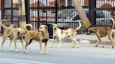 SC Orders Zero Stray Dogs on Delhi Streets: No Compromise
