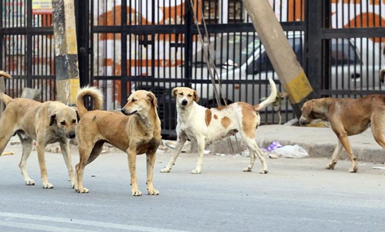 SC Orders Zero Stray Dogs on Delhi Streets: No Compromise